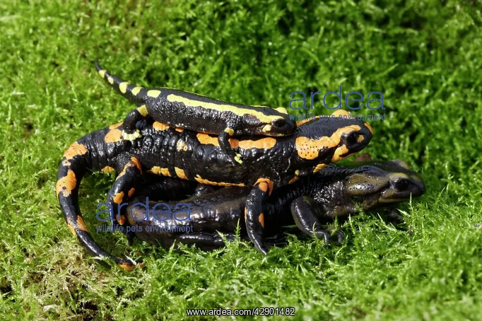 : Barred fire salamander - three : Barred fire salamander - three