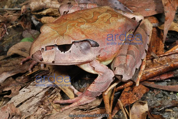 : Barred Frog : Barred Frog