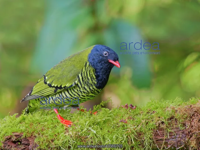: Barred Fruiteater Pipreola arcuata Ecuador BI037 : Barred Fruiteater Pipreola arcuata Ecuador BI037
