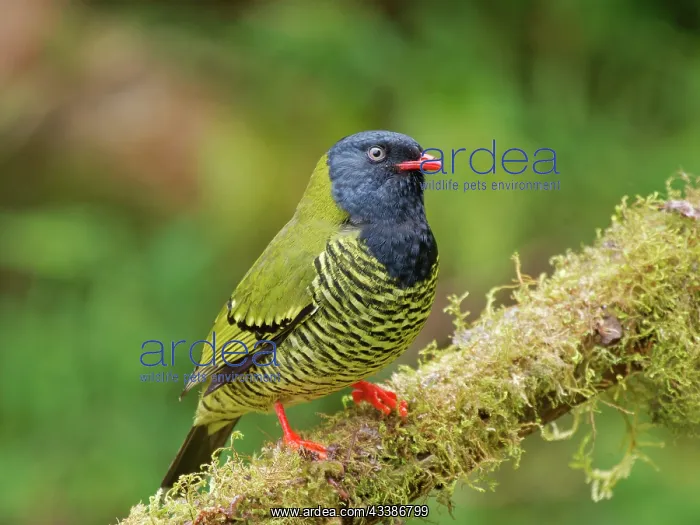 : Barred Fruiteater Pipreola arcuata Ecuador BI037 : Barred Fruiteater Pipreola arcuata Ecuador BI037