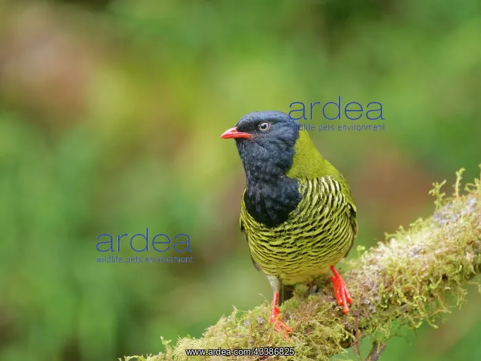 : Barred Fruiteater Pipreola arcuata Ecuador BI037 : Barred Fruiteater Pipreola arcuata Ecuador BI037