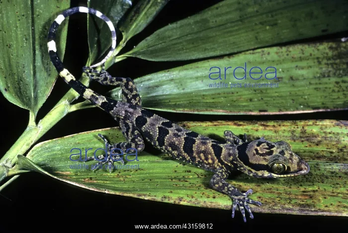 : Barred Gecko : Barred Gecko