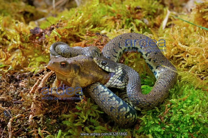 : Barred grass snake (Natrix helvetica), eating a : Barred grass snake (Natrix helvetica), eating a