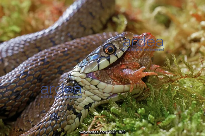 : Barred grass snake (Natrix helvetica), eating a : Barred grass snake (Natrix helvetica), eating a