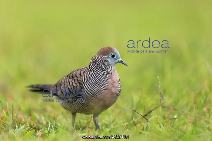 : Barred Grond Dove - Seychelles : Barred Grond Dove - Seychelles