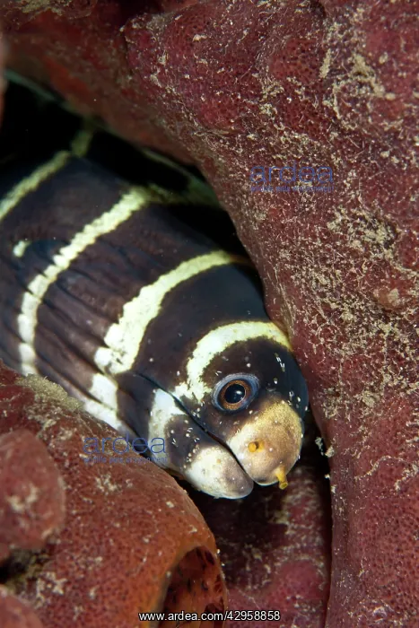  : Barred Moray - with many Copepods on its face