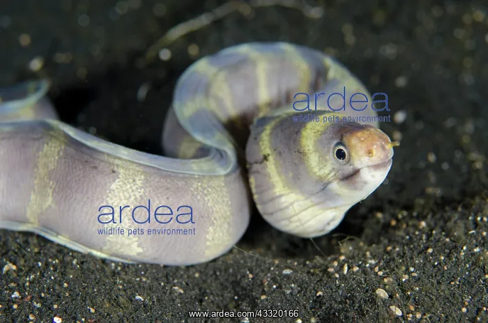 : Barred Moray Eel -on black sand on night dive : Barred Moray Eel -on black sand on night dive