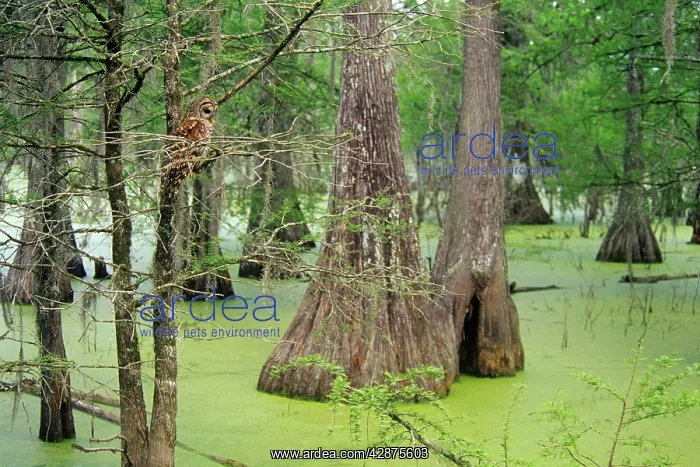 : Barred Owl : Barred Owl