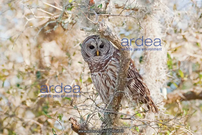 : Barred Owl : Barred Owl
