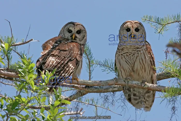: Barred Owl : Barred Owl