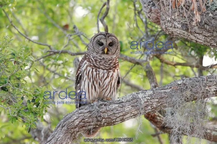 : Barred Owl : Barred Owl