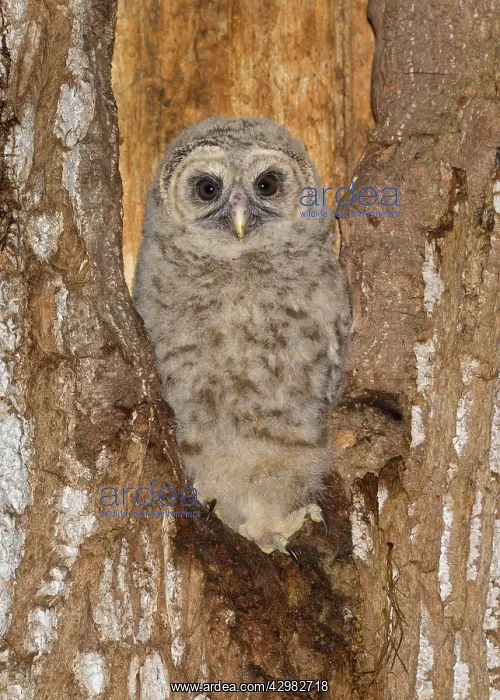 : Barred Owl : Barred Owl