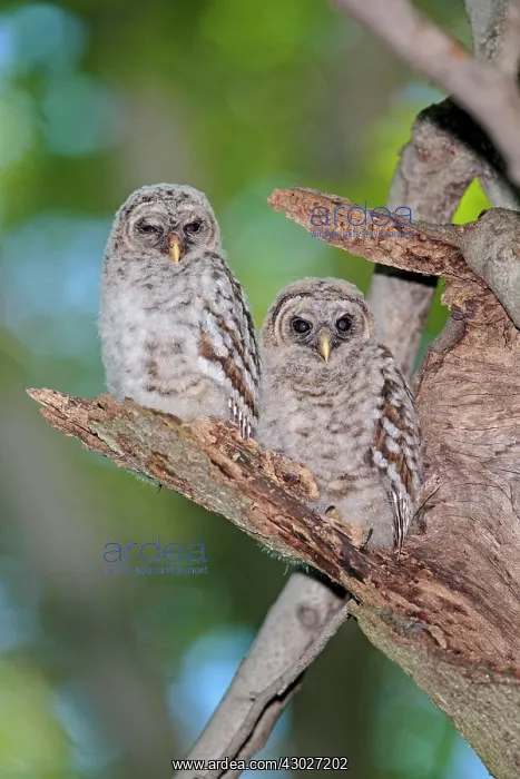 : Barred Owl : Barred Owl
