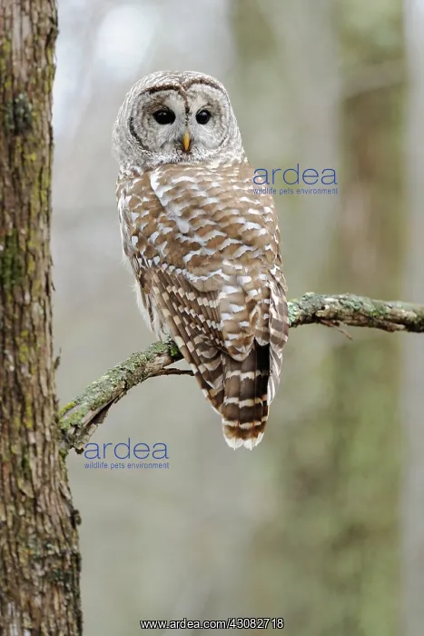 : Barred owl : Barred owl