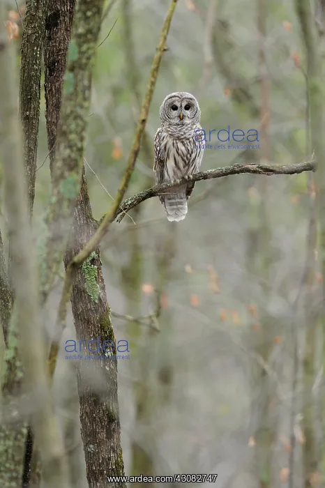 : Barred owl : Barred owl