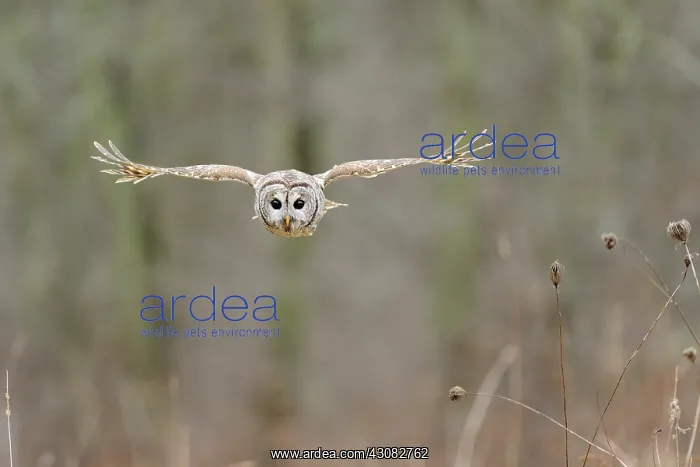 : Barred owl : Barred owl