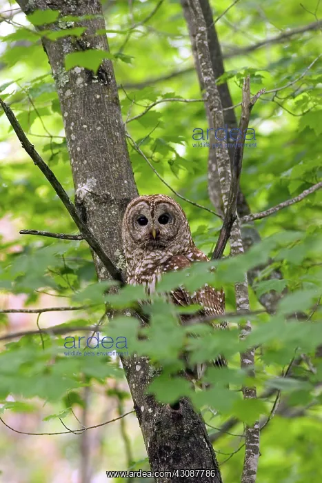 : Barred Owl : Barred Owl