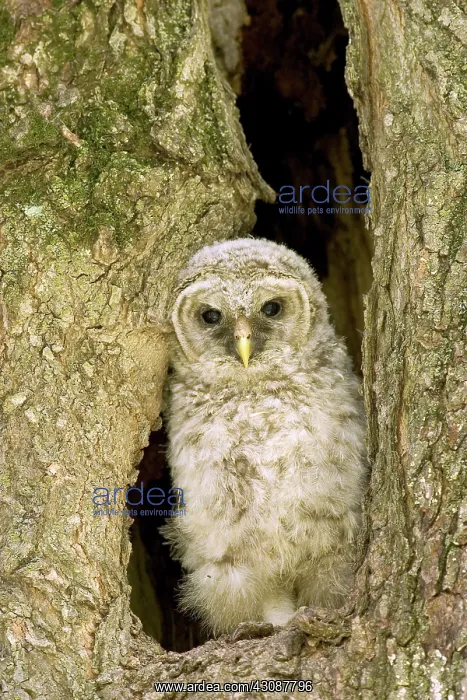 : Barred Owl : Barred Owl