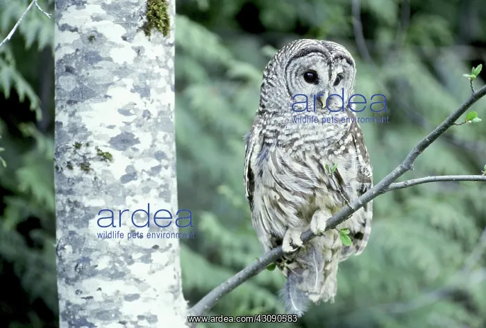 : Barred Owl : Barred Owl