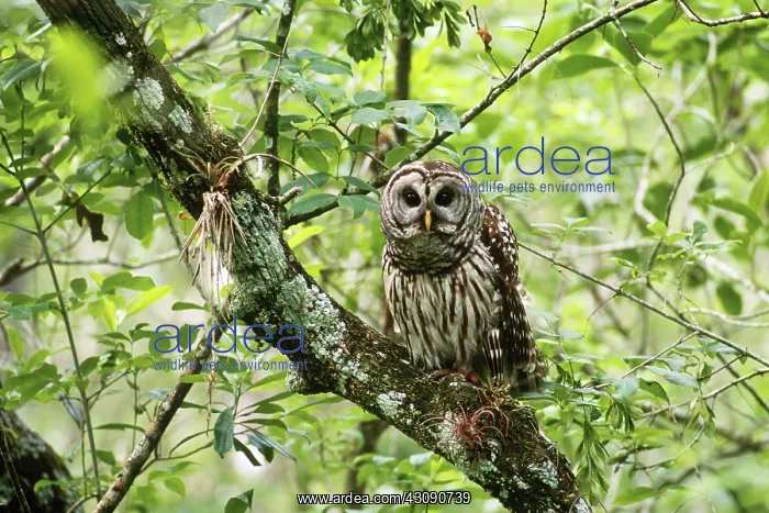 : Barred Owl : Barred Owl