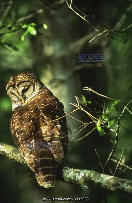 : Barred Owl : Barred Owl