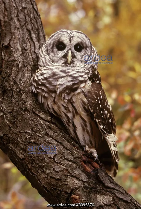 : Barred Owl : Barred Owl