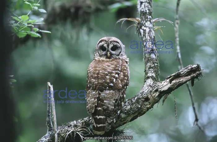 : Barred Owl : Barred Owl