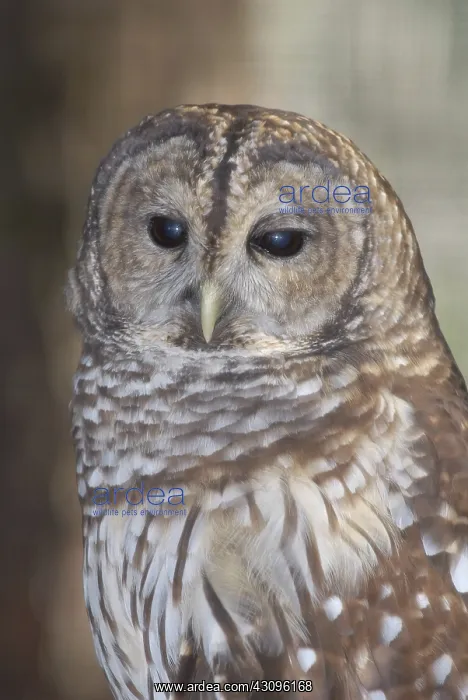 : Barred Owl : Barred Owl