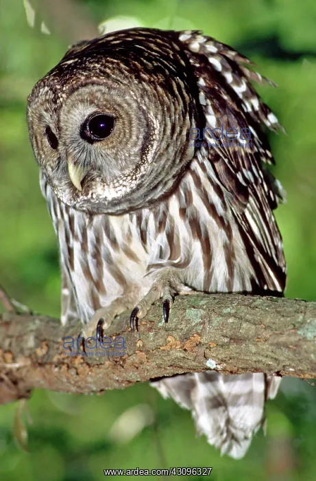 : Barred Owl : Barred Owl