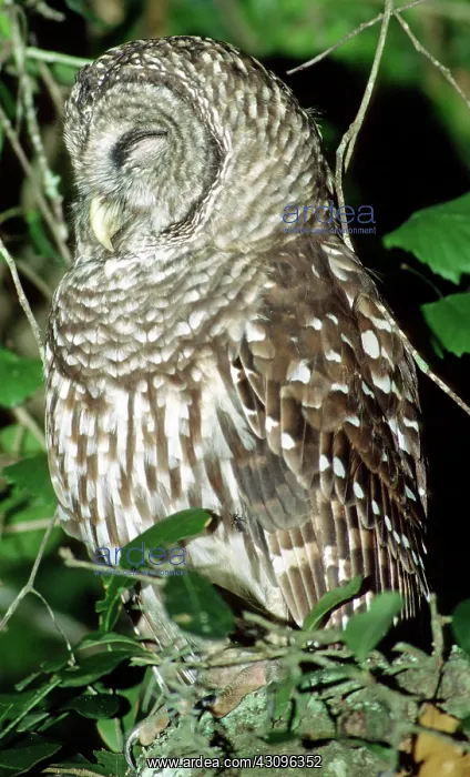 : Barred Owl : Barred Owl