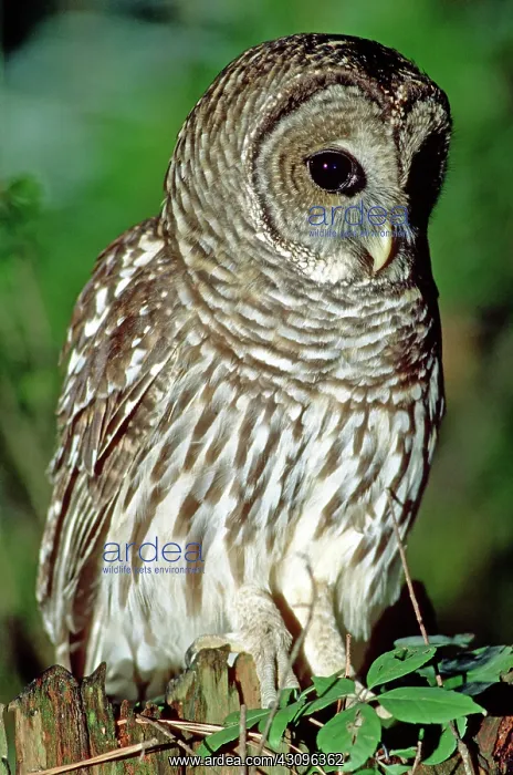 : Barred Owl : Barred Owl