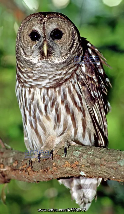  : Barred Owl