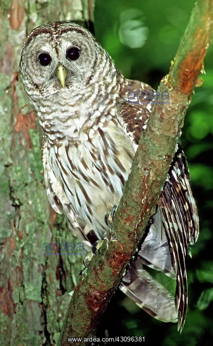  : Barred Owl