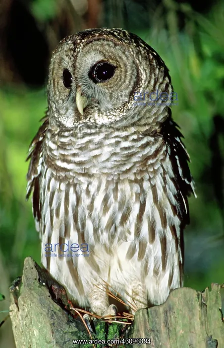 : Barred Owl : Barred Owl