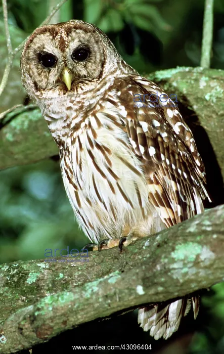 : Barred Owl : Barred Owl