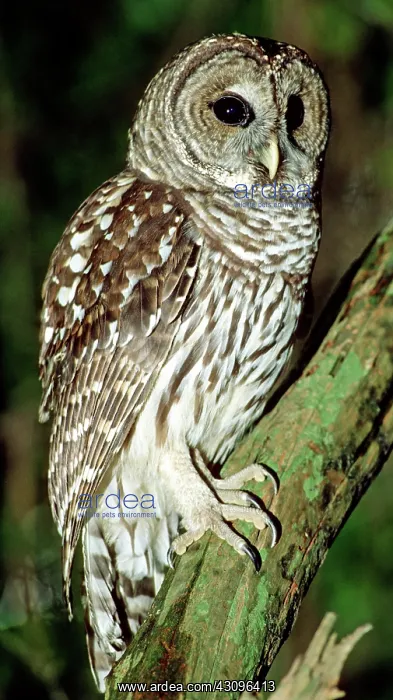 : Barred Owl : Barred Owl