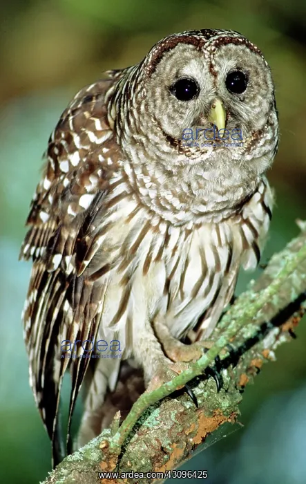 : Barred Owl : Barred Owl