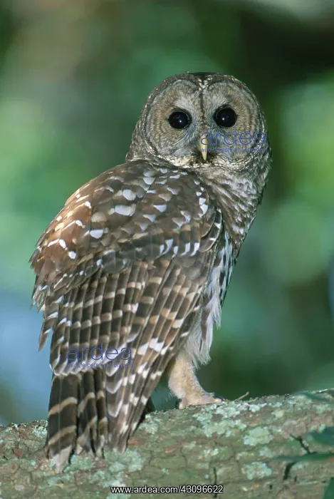 : Barred Owl : Barred Owl