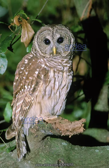: Barred Owl : Barred Owl