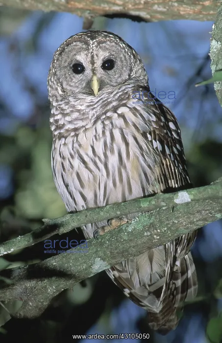  : Barred Owl
