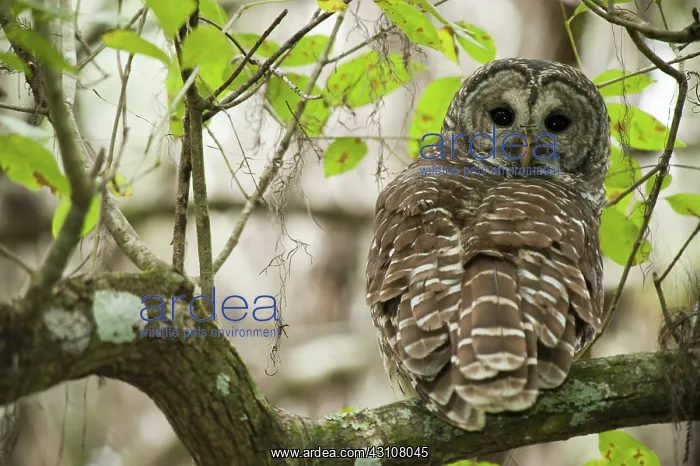 : Barred Owl : Barred Owl