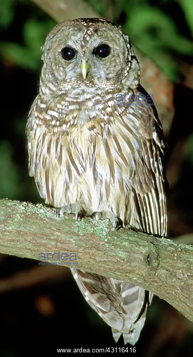 : Barred Owl : Barred Owl