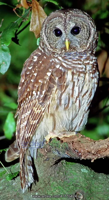 : Barred Owl : Barred Owl