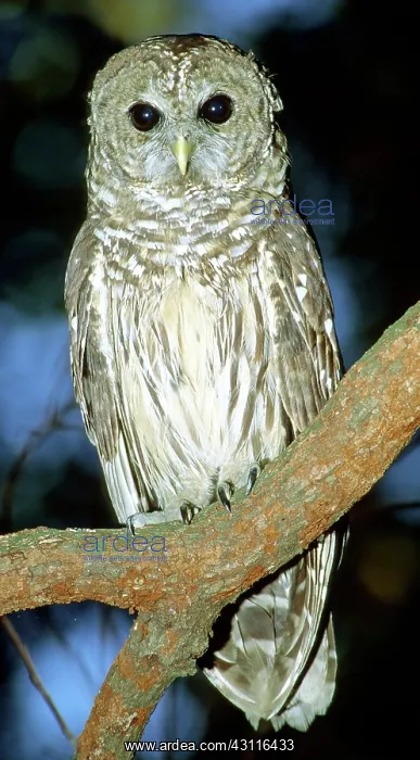 : Barred Owl : Barred Owl