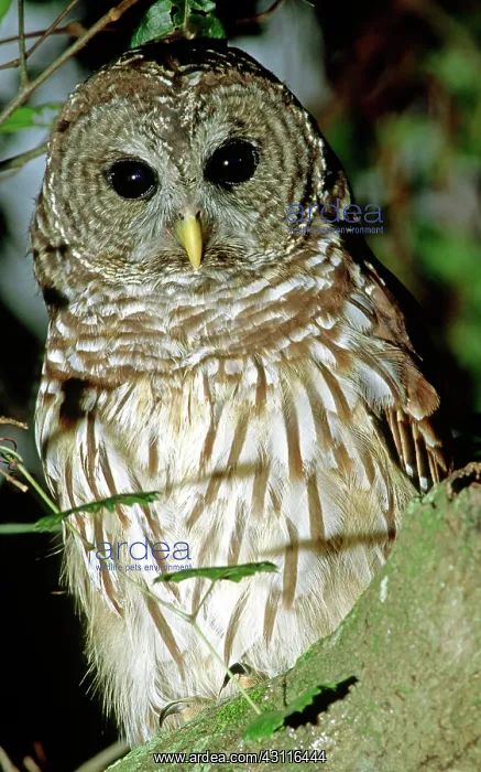  : Barred Owl