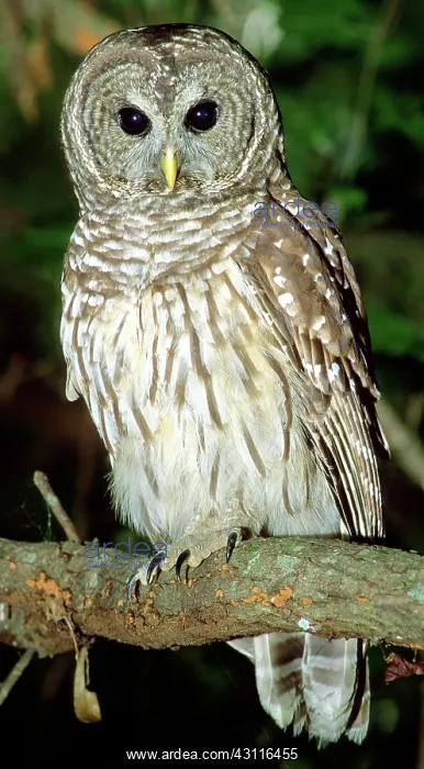  : Barred Owl