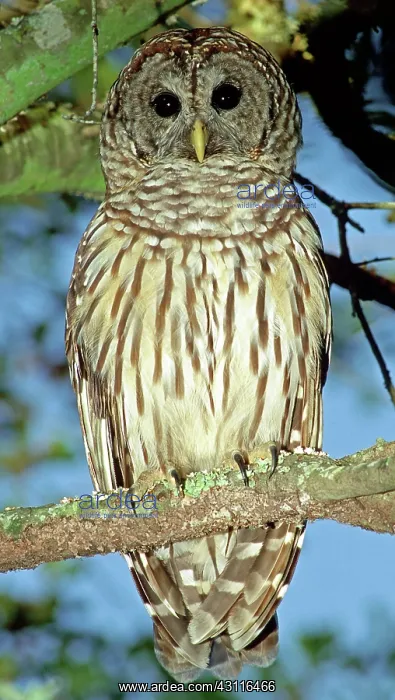 : Barred Owl : Barred Owl