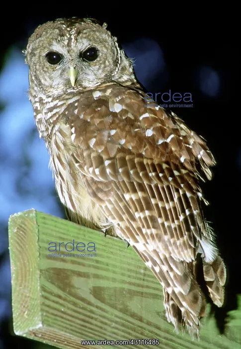  : Barred Owl