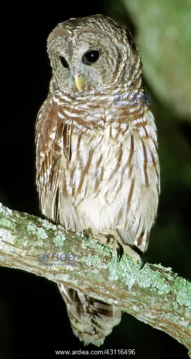 : Barred Owl : Barred Owl