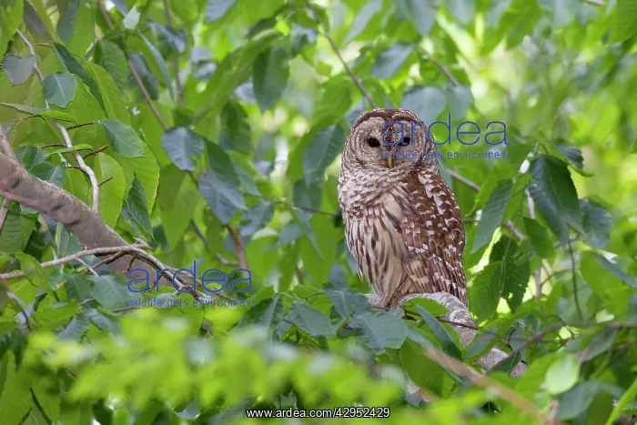 : Barred Owl adult in day roost near nest cavity : Barred Owl adult in day roost near nest cavity